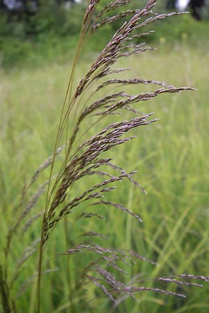 Deschampsia cespitosa \ Rasen-Schmiele / Tufted Hair Grass, Tussock Grass, D Philippsburg 26.6.2013