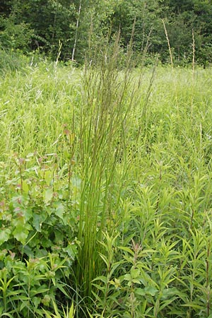 Deschampsia cespitosa \ Rasen-Schmiele / Tufted Hair Grass, Tussock Grass, D Philippsburg 26.6.2013
