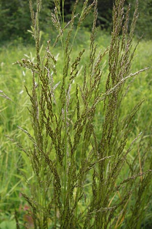 Deschampsia cespitosa \ Rasen-Schmiele / Tufted Hair Grass, Tussock Grass, D Philippsburg 26.6.2013