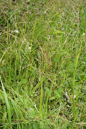 Agrostis capillaris \ Rotes Straugras / Common Bentgrass, Browntop, D Schwarzwald/Black-Forest, Gaggenau 30.6.2013