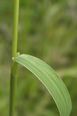 Agrostis capillaris \ Rotes Straugras / Common Bentgrass, Browntop, D Schwarzwald/Black-Forest, Gaggenau 30.6.2013