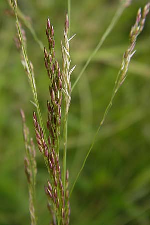 Agrostis capillaris \ Rotes Straugras / Common Bentgrass, Browntop, D Schwarzwald/Black-Forest, Gaggenau 30.6.2013