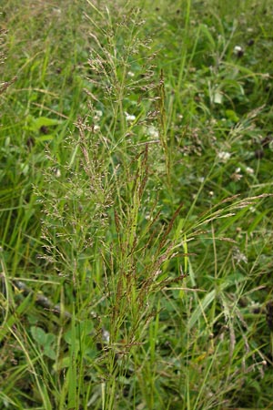 Agrostis capillaris \ Rotes Straugras / Common Bentgrass, Browntop, D Schwarzwald/Black-Forest, Gaggenau 30.6.2013
