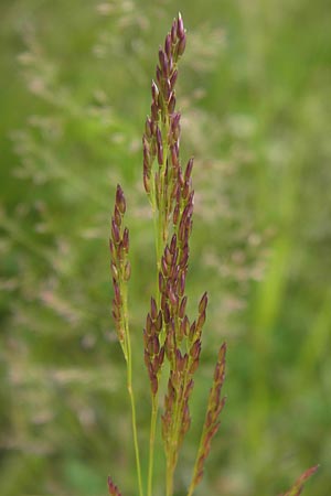Agrostis capillaris \ Rotes Straugras / Common Bentgrass, Browntop, D Schwarzwald/Black-Forest, Gaggenau 30.6.2013