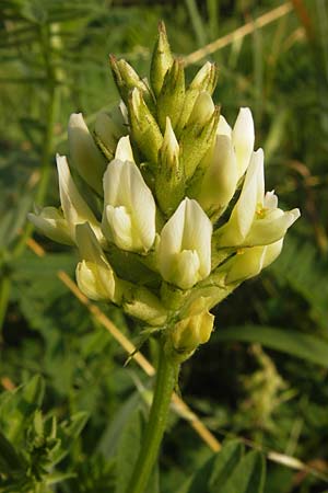 Astragalus cicer \ Kicher-Tragant / Chick-Pea Milk-Vetch, D Bruchsal 5.7.2013