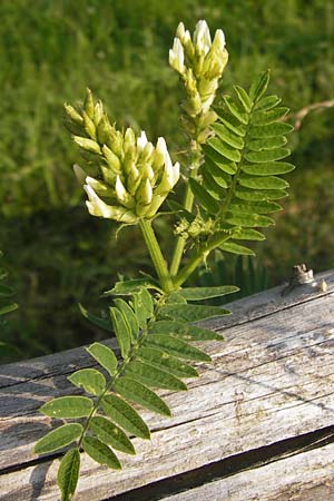 Astragalus cicer \ Kicher-Tragant / Chick-Pea Milk-Vetch, D Bruchsal 5.7.2013