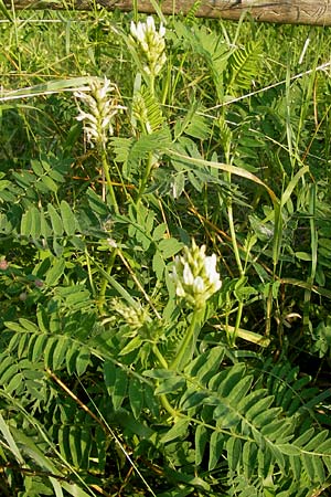Astragalus cicer \ Kicher-Tragant / Chick-Pea Milk-Vetch, D Bruchsal 5.7.2013