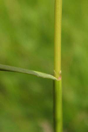 Agrostis canina \ Hunds-Straugras / Velvet Bentgrass, D Heidelberg 24.7.2013