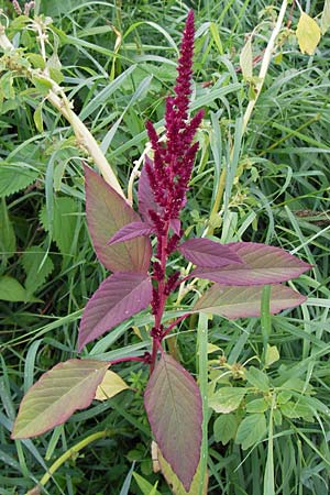 Amaranthus hypochondriacus \ Trauer-Amaranth, Prinzenfeder-Fuchsschwanz / Prince of Wales Pigweed, D Mannheim 9.9.2013