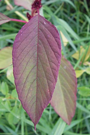 Amaranthus hypochondriacus \ Trauer-Amaranth, Prinzenfeder-Fuchsschwanz / Prince of Wales Pigweed, D Mannheim 9.9.2013