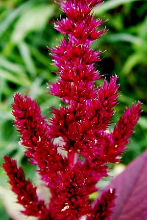 Amaranthus hypochondriacus \ Trauer-Amaranth, Prinzenfeder-Fuchsschwanz / Prince of Wales Pigweed, D Mannheim 9.9.2013