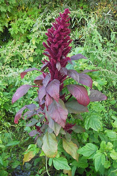Amaranthus hypochondriacus \ Trauer-Amaranth, Prinzenfeder-Fuchsschwanz / Prince of Wales Pigweed, D Mannheim 18.10.2013