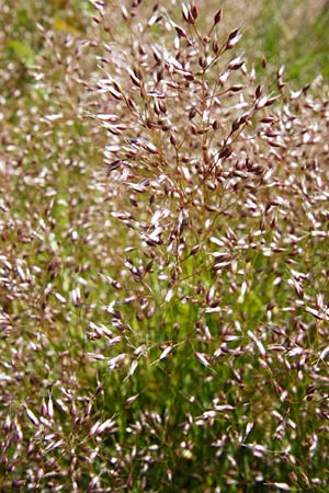 Aira caryophyllea \ Nelken-Haferschmiele / Common Silver Hair-Grass, D Wetzlar 17.5.2014