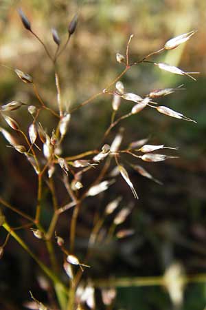 Aira caryophyllea \ Nelken-Haferschmiele / Common Silver Hair-Grass, D Ober-Mörlen 17.5.2014