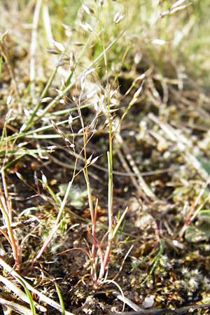 Aira caryophyllea \ Nelken-Haferschmiele / Common Silver Hair-Grass, D Ober-Mörlen 17.5.2014