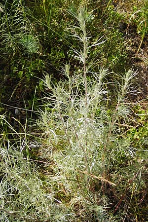 Artemisia campestris \ Feld-Beifu / Field Wormwood, D Weltenburg 14.6.2014