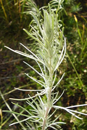 Artemisia campestris \ Feld-Beifu / Field Wormwood, D Weltenburg 14.6.2014