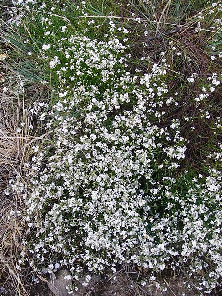 Asperula cynanchica \ Hgel-Meier / Squinancy Wort, D Mannheim 7.7.2014