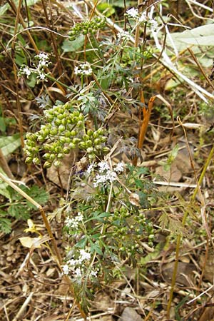 Aethusa cynapium \ Hunds-Petersilie, Garten-Schierling / Fool's Parsley, D Gladenbach 17.8.2014
