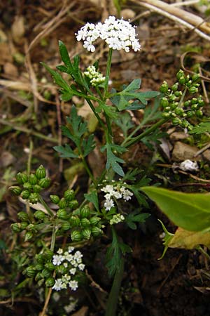 Aethusa cynapium \ Hunds-Petersilie, Garten-Schierling / Fool's Parsley, D Gladenbach 17.8.2014