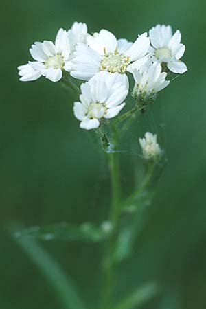 Achillea ptarmica agg. \ Sumpf-Schafgarbe / Sneezewort, D Mannheim 4.9.2005