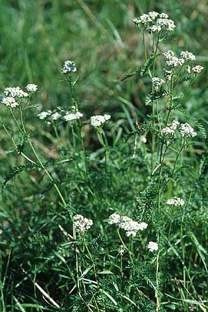 Achillea millefolium agg., Yarrow Achillea millefolium agg., Yarrow