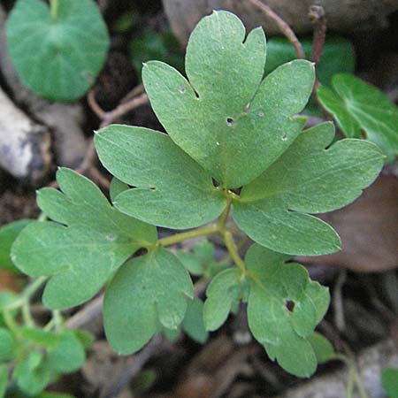 Adoxa moschatellina \ Moschuskraut / Moschatel, Town-Hall Clock, D Weinheim an der Bergstraße 2.4.2007