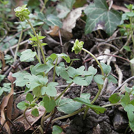 Adoxa moschatellina \ Moschuskraut / Moschatel, Town-Hall Clock, D Weinheim an der Bergstraße 3.4.2007