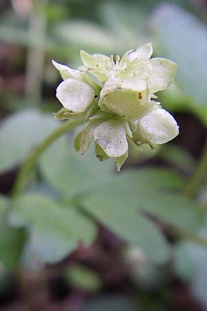 Adoxa moschatellina \ Moschuskraut / Moschatel, Town-Hall Clock, D Rheinhessen, Wendelsheim 26.4.2008