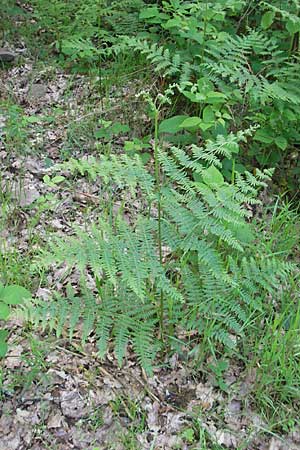 Pteridium pinetorum \ Kiefernwald-Adlerfarn, Nrdlicher Adlerfarn / Pinewood Bracken, D Odenwald, Langenthal 18.5.2009