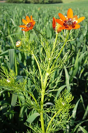 Adonis aestivalis \ Sommer-Adonisrschen / Summer Pheasant's Eye, D Nördlingen 23.5.2009