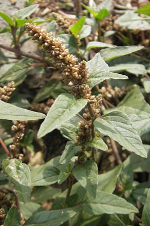 Amaranthus deflexus \ Niederliegender Amaranth / Perennial Pigweed, D Mannheim 25.9.2011