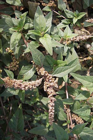 Amaranthus deflexus \ Niederliegender Amaranth / Perennial Pigweed, D Mannheim 25.9.2011