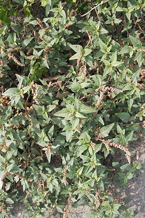 Amaranthus deflexus \ Niederliegender Amaranth / Perennial Pigweed, D Mannheim 25.9.2011