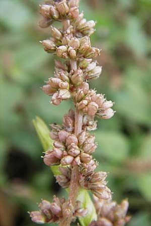 Amaranthus deflexus \ Niederliegender Amaranth / Perennial Pigweed, D Mannheim 15.9.2013