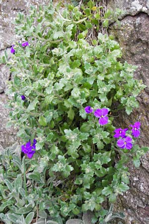 Aubrieta deltoidea \ Blaukissen / Purple Rock Cress, D Odenwald, Hammelbach 18.3.2014