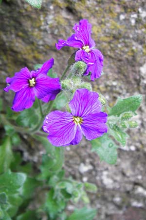 Aubrieta deltoidea \ Blaukissen / Purple Rock Cress, D Odenwald, Hammelbach 18.3.2014