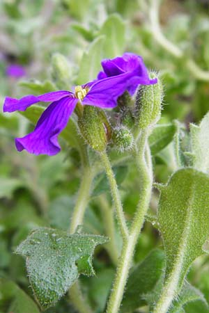 Aubrieta deltoidea \ Blaukissen / Purple Rock Cress, D Odenwald, Hammelbach 18.3.2014