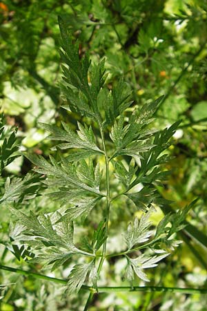 Aethusa cynapium subsp. elata \ Wald-Hunds-Petersilie / Fool's Parsley, D Weinheim an der Bergstraße 23.7.2009