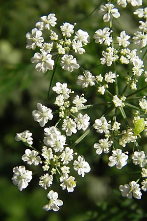 Aethusa cynapium subsp. elata \ Wald-Hunds-Petersilie / Fool's Parsley, D Weinheim an der Bergstraße 23.7.2009