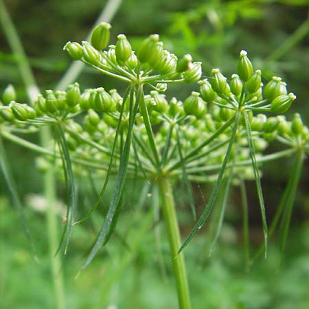 Aethusa cynapium subsp. elata \ Wald-Hunds-Petersilie / Fool's Parsley, D Weinheim an der Bergstraße 23.7.2009