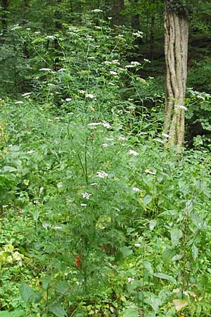 Aethusa cynapium subsp. elata \ Wald-Hunds-Petersilie / Fool's Parsley, D Weinheim an der Bergstraße 23.7.2009