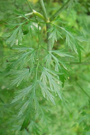Aethusa cynapium subsp. elata \ Wald-Hunds-Petersilie / Fool's Parsley, D Weinheim an der Bergstraße 23.7.2009
