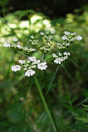 Aethusa cynapium subsp. elata \ Wald-Hunds-Petersilie / Fool's Parsley, D Weinheim an der Bergstraße 23.7.2009