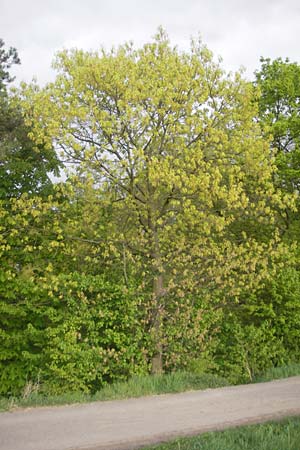 Quercus palustris \ Sumpf-Eiche, Nagel-Eiche / Pin Oak, D Mannheim 15.4.2011
