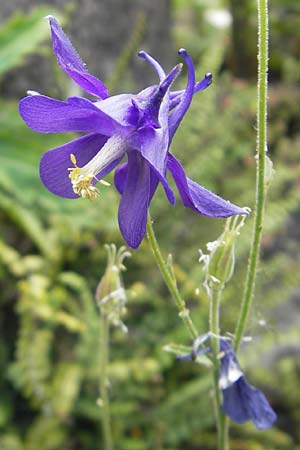 Aquilegia einseleana \ Einseles Akelei / Einsele's Columbine, D Botan. Gar.  Universit.  Tübingen 3.7.2011