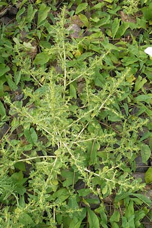 Amaranthus albus \ Weier Amaranth / White Pigweed, D Weinheim an der Bergstraße 15.7.2011