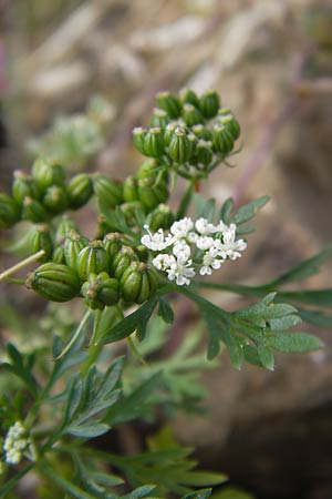 Aethusa cynapium \ Hunds-Petersilie, Garten-Schierling / Fool's Parsley, D Gladenbach 17.8.2013