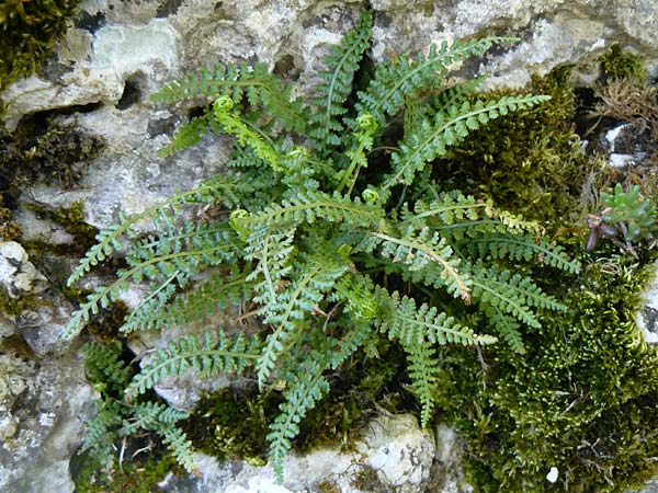 Asplenium fontanum \ Jura-Streifenfarn / Smooth Spleenwort, European Rock Fern, D Geislingen a. d. Steige 4.5.2014