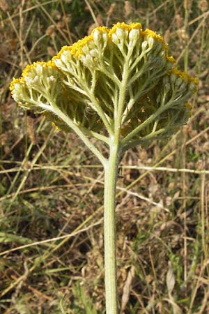 Achillea filipendulina \ Farnblttrige Schafgarbe, Goldgarbe / Fernleaf Yarrow, D Mannheim 18.7.2013